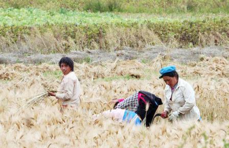 زراعة القمح